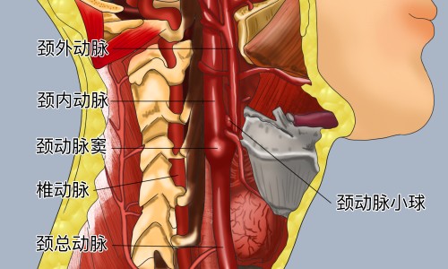 抗骨通痹丸主治功能和作用-抗骨通痹丸主治功能网—知名的同仁堂抗骨丸网站,分享抗骨炎片的功效知识